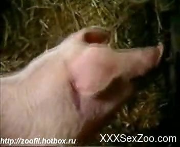 Pig And Girl Sex