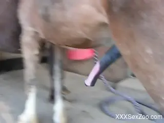 Horny dude helps this sexy stallion cum on camera