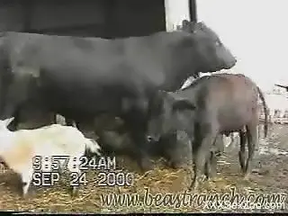 Camera from 2000 is flming this lovely farm