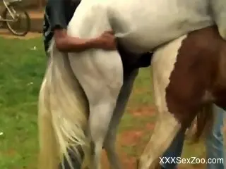 White horse sticks its meaty dick in another horse