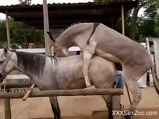 Horny donkey fucking a tight mare pussy outdoors