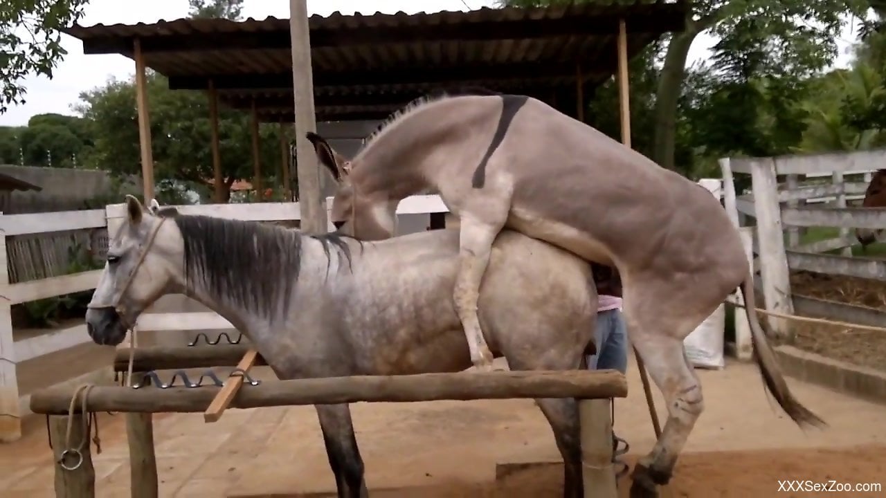 Horse Fucking A Donkey