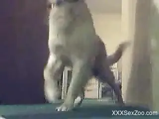 Nasty babe in a sexy skirt gets licked by a dog