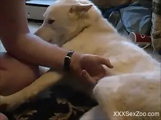 Passionate zoophile dude playing with his dog's pussy