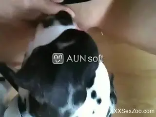 Dalmatian greedily eating a juicy human pussy
