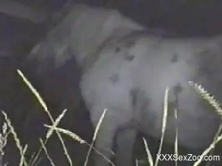 Mare pussy getting wrecked by a large human cock