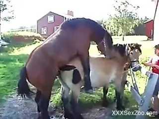 Stallion fucking a smaller horse from behind