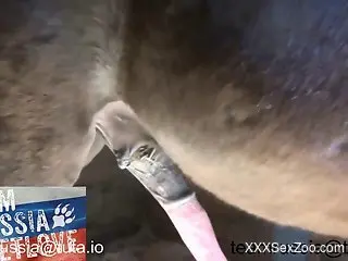 Pasty blonde in black lingerie worships a stallion cock