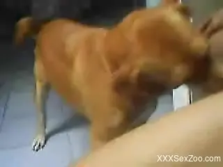 Amateur guy fucking his dog's tight little pussy