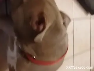 Kinky dog showing off its big red dick for the cam
