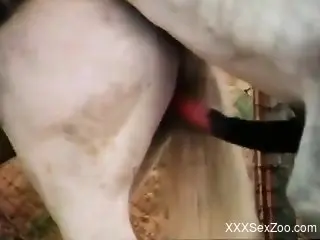 Stallion with a thick cock gaping a horny mare