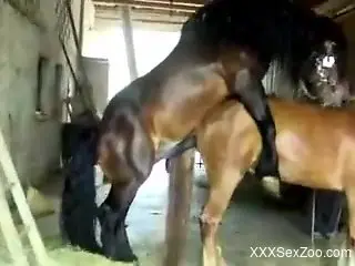 Two sexy horses banging like crazy in the barn