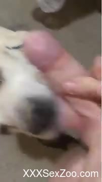 Dog gets dick-slapped and throat-fucked in POV - XXXSexZoo.com