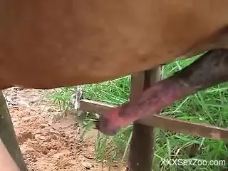 Smooth pussy brunette gets fucked by a dirty horse