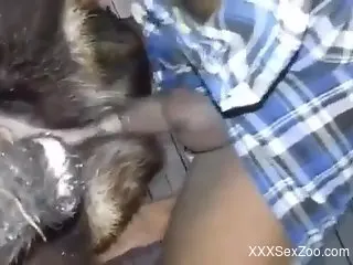 Dude fucking a dog's pussy savagely in a close-up vid