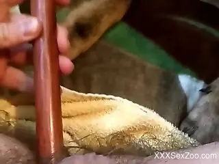 Kinky dog cannot wait to eat that hairy asshole
