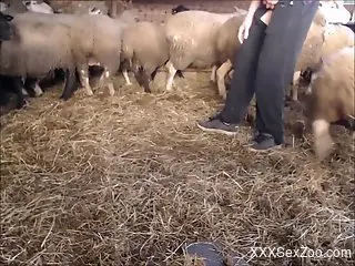 Horny dude in purple fingering sheep in the barn