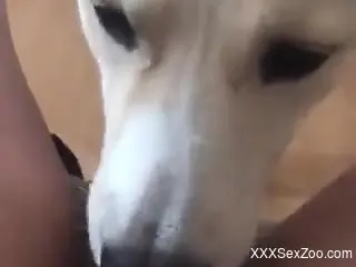 White dog eagerly eating pussy in a POV video