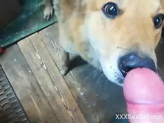 Adorable animal getting covered in fresh hot cum
