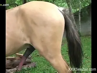 Bodacious brunette sucking on a stallion's big dick