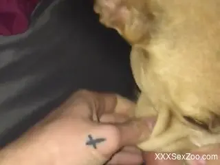 Slutty dog getting fucked in POV like a bitch