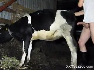 Cow with a sexy pussy gets fucked by a kinky farmer