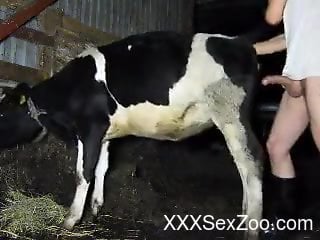Cow Fuck Woman - Cow with a sexy pussy gets fucked by a kinky farmer - XXXSexZoo.com