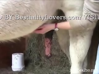 Sexy zoophile jerking a stallion's cock on camera
