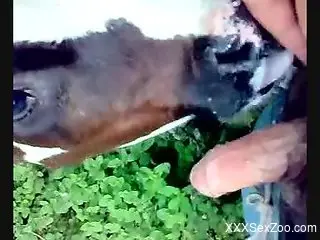 Hairy cock getting sucked by a really kinky cow