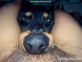 Dog's head almost gets crushed during a POV blowjob