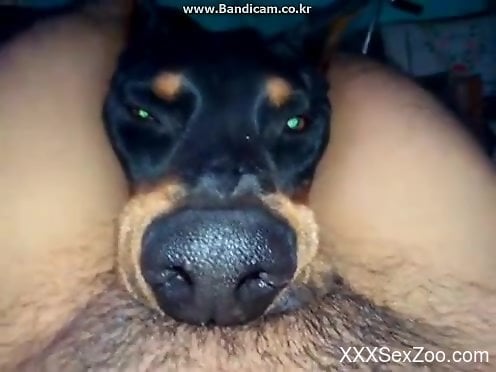 Dog gives guy blowjob Album - Top adult videos and photos