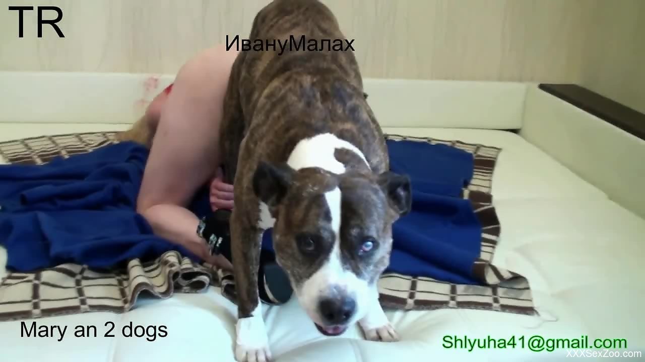 Chudaidog - Bleeding pussy getting fucked by a really sexy dog - XXXSexZoo.com
