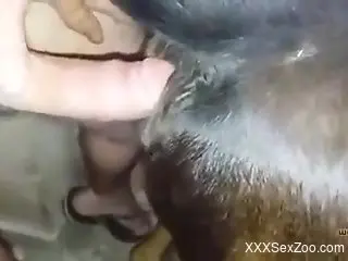 Dude proudly fucking a submissive animal from behind