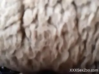 Hard sex video focusing on a dude and a sexy sheep