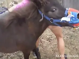 Leggy babe with a wet pussy drilled by a kinky stallion