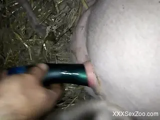 Dude fucking a pig's tight pussy with a small dildo
