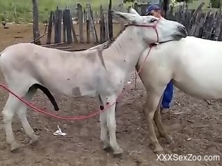 Sexy donkey sex scene with hardcore animal-on-animal action