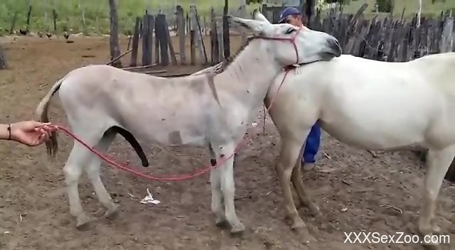 Sexy donkey sex scene with hardcore animal-on-animal action 