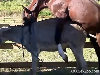 Two sexy animals enjoying brutal bestiality outdoors