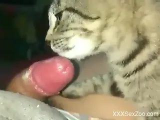 Fucked-up dude forces his cat to lick his cock