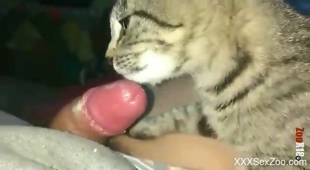 Man Fucks Animal Cat Porn - Fucked-up dude forces his cat to lick his cock - XXXSexZoo.com