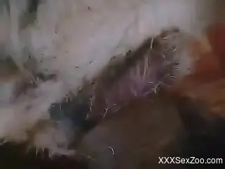 Dude shoves his meaty cock in a tight animal hole