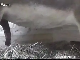 Compilation of the hottest zoo voyeur porn in HQ