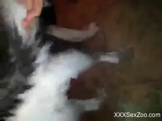 Horny zoophile playing around with a dog's hard cock