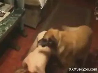 Brutal banging session with a slut and her dog