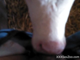 POV skull-fucking session with a kinky, sexy cow