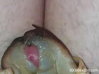 Dude enjoying kinky sex with a bunch of snails