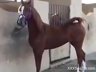 Sexy mare teasing the camera with her hot pussy
