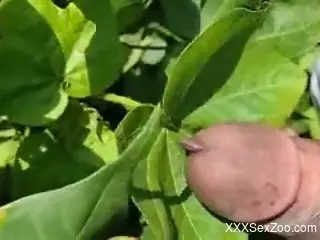 Man jerks off in outdoors with a warm on his dic
