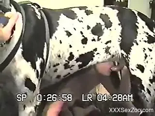 Sexy Dalmatian enjoying a quick blowjob in a hot scene